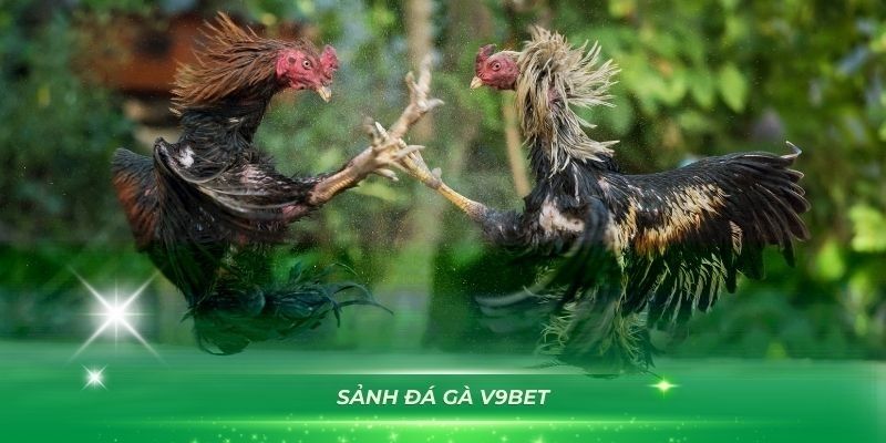 Sơ lược về đá gà V9bet